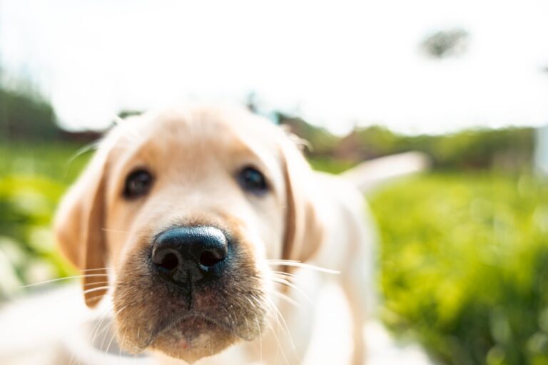 Sonnenschutz für Hunde – Infos & Tipps
