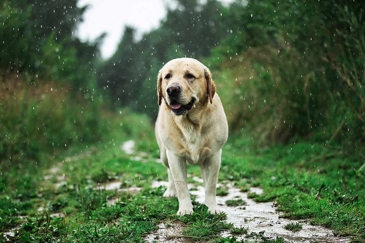 Hund stinkt wegen Regenwetter