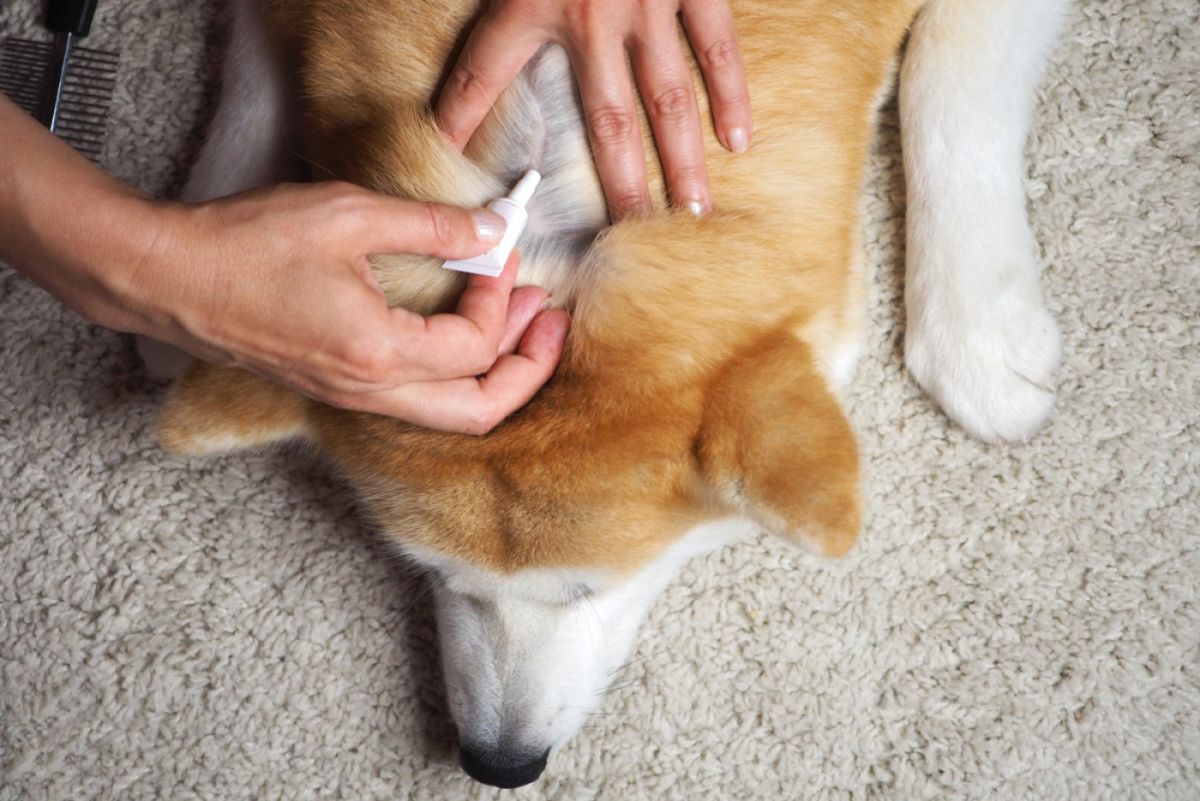 Parasitenvorsorge beim Hund