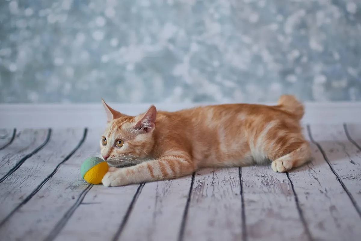 American Bobtail Katze