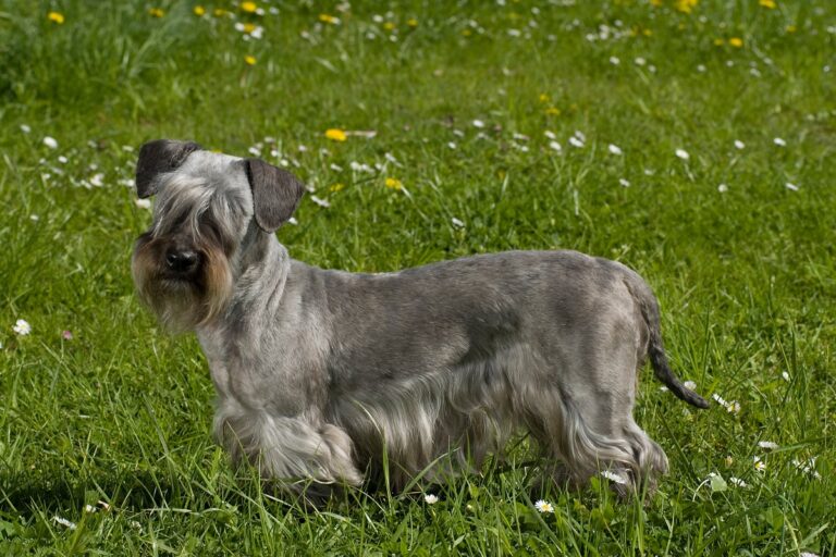 Cesky Terrier