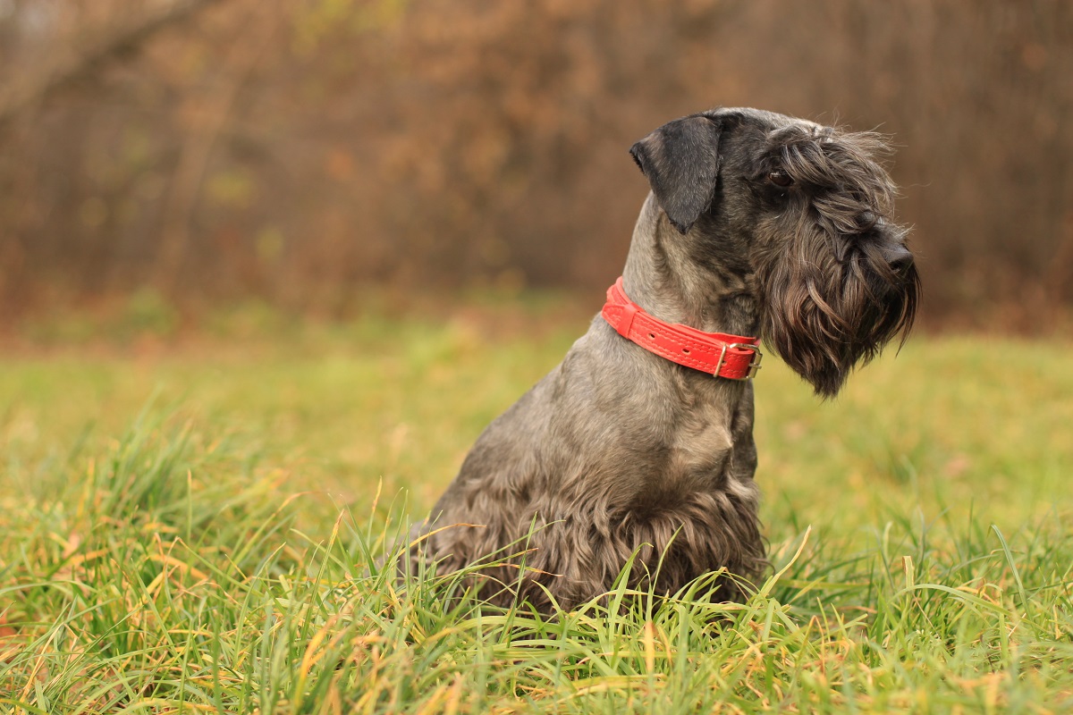 Cesky Terrier