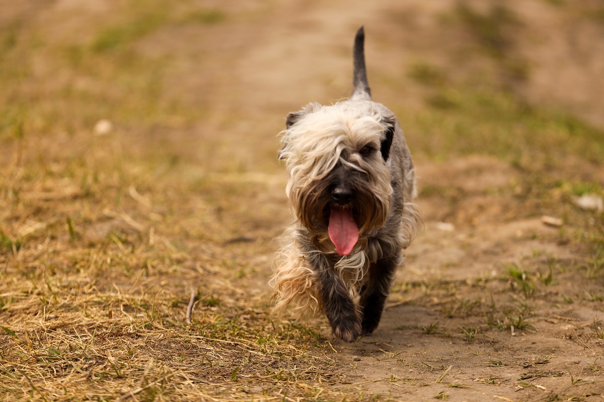 Cesky Terrier