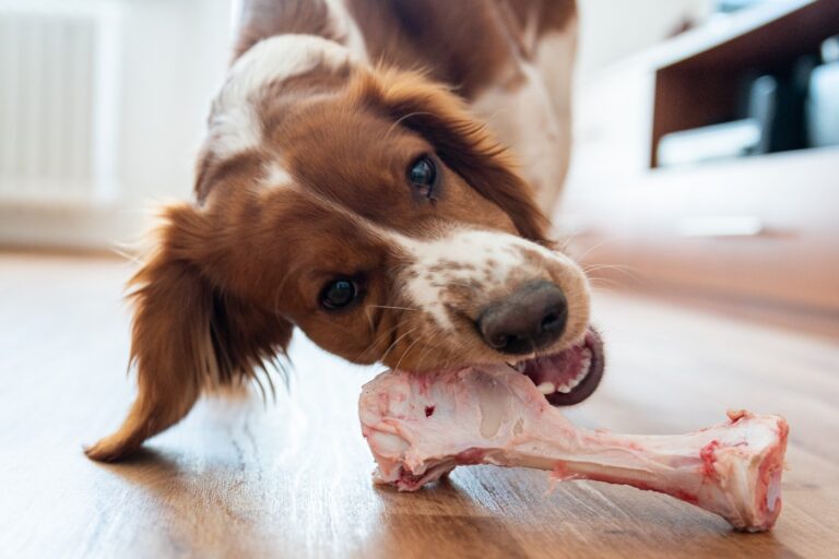 dürfen Hunde Knochen fressen