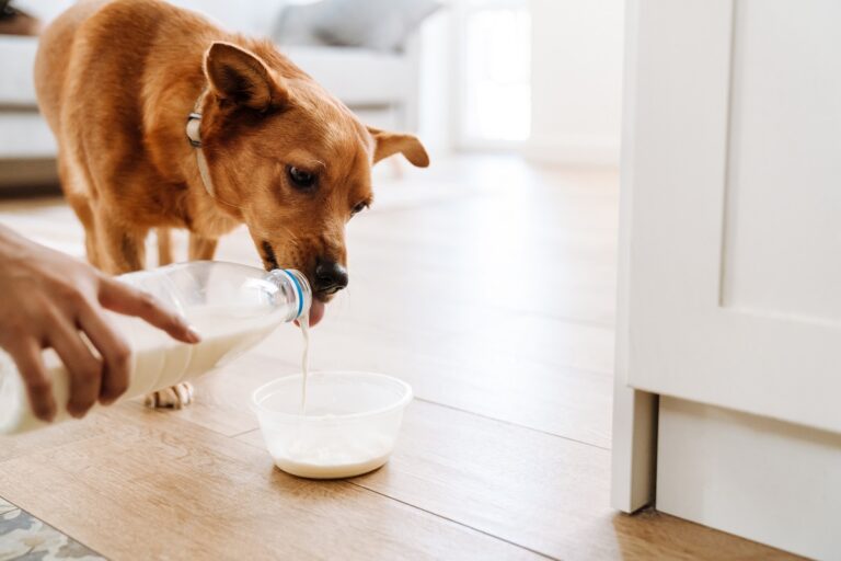 Hund trinkt Milch