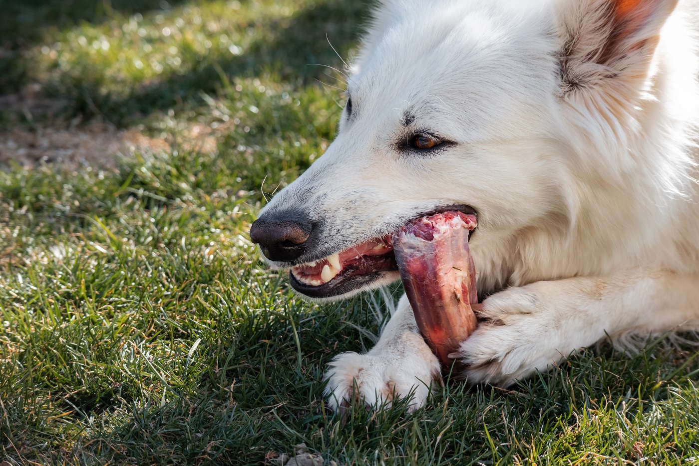 Hund frisst Knochen