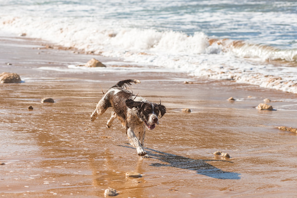 Hund am Strand