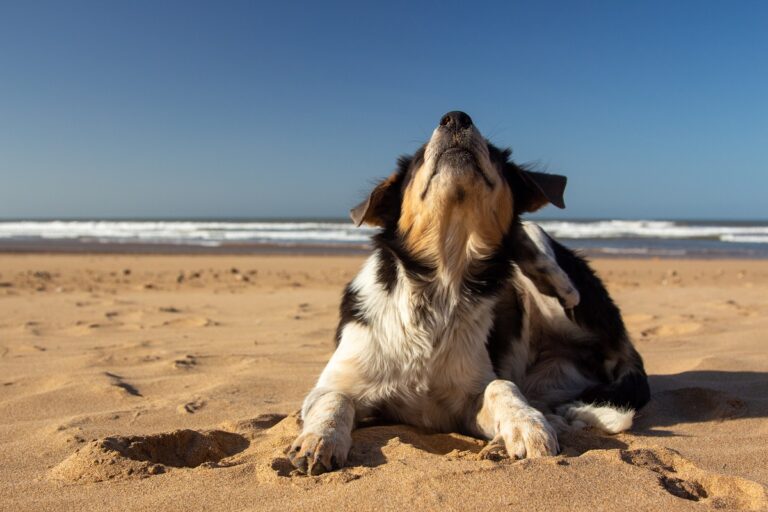 Mittelmeerkrankheiten beim Hund