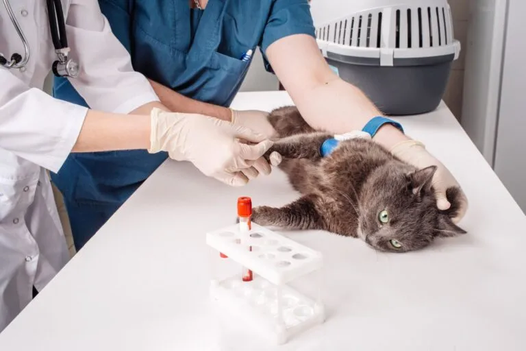 Zu den Nachweisverfahren bei einer Schilddrüsenunterfunktion bei der Katze gehört die Untersuchung des Bluts. Katze beim Tierarzt