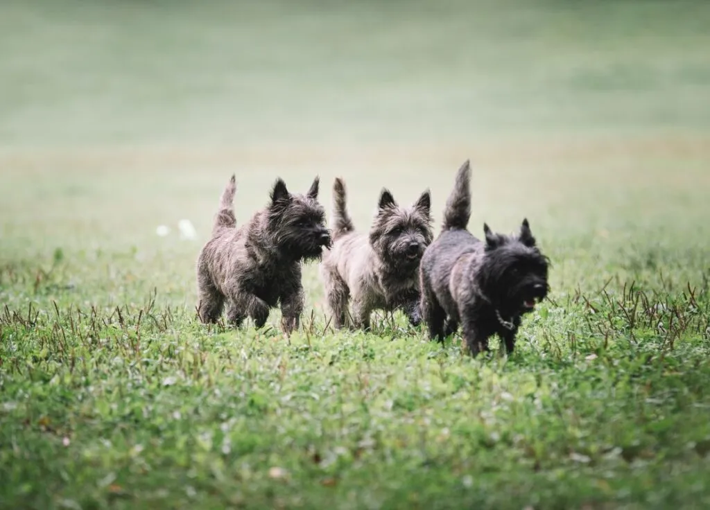 cairn terrier